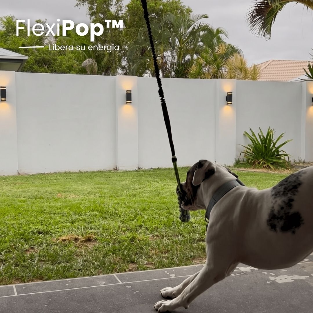 FlexiPop™ - Juguete Bungee Interactivo